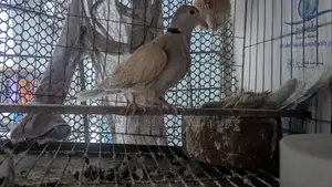 অস্ট্রেলিয়ান ঘুঘু সিল্কী