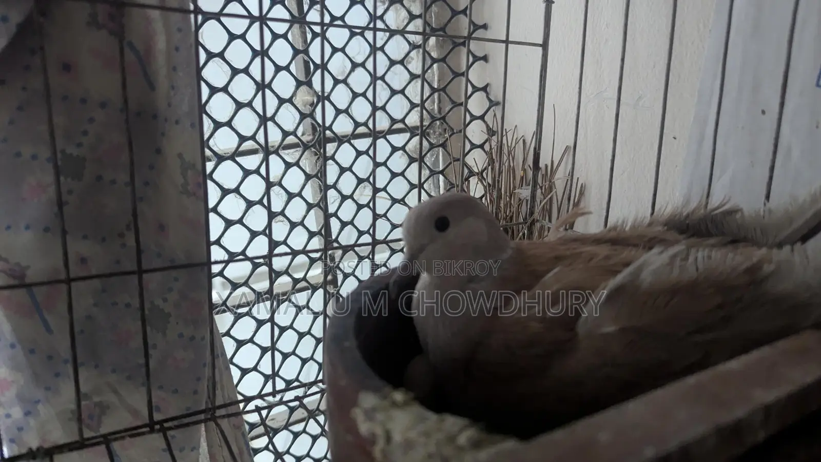 অস্ট্রেলিয়ান ঘুঘু সিল্কী