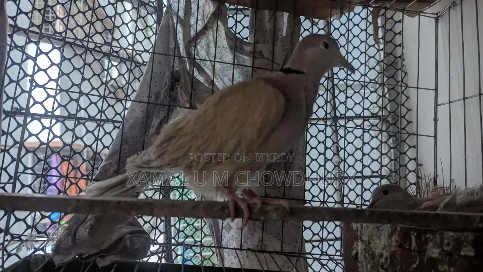 অস্ট্রেলিয়ান ঘুঘু সিল্কী