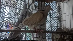 অস্ট্রেলিয়ান ঘুঘু সিল্কী