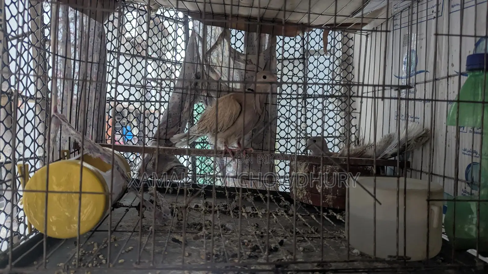 অস্ট্রেলিয়ান ঘুঘু সিল্কী