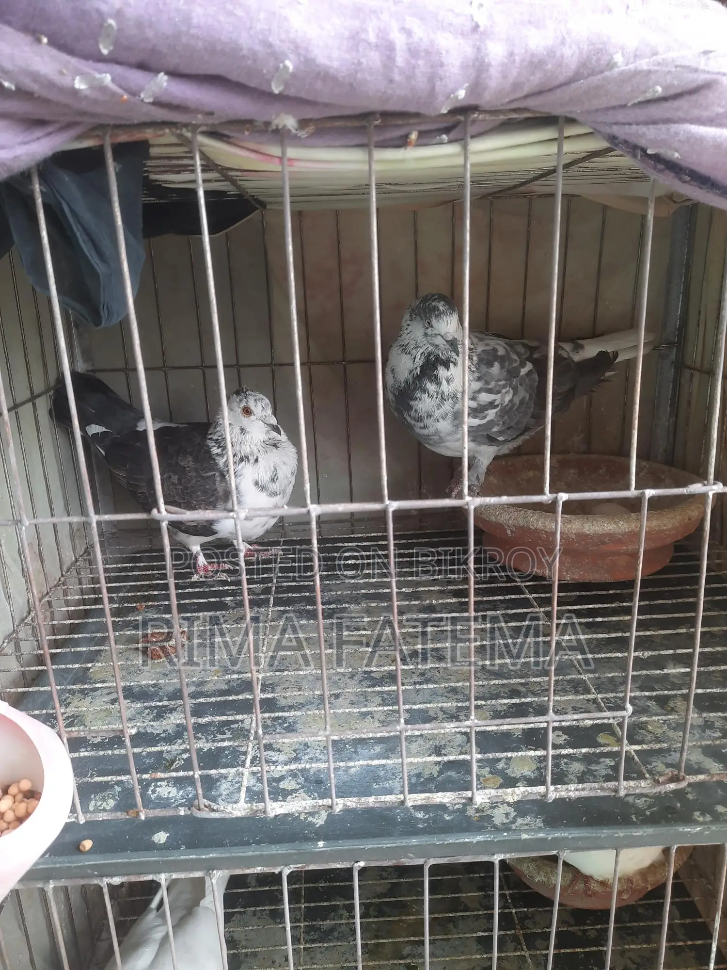 কবুতর বিক্রি হবে