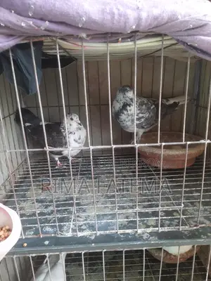 কবুতর বিক্রি হবে