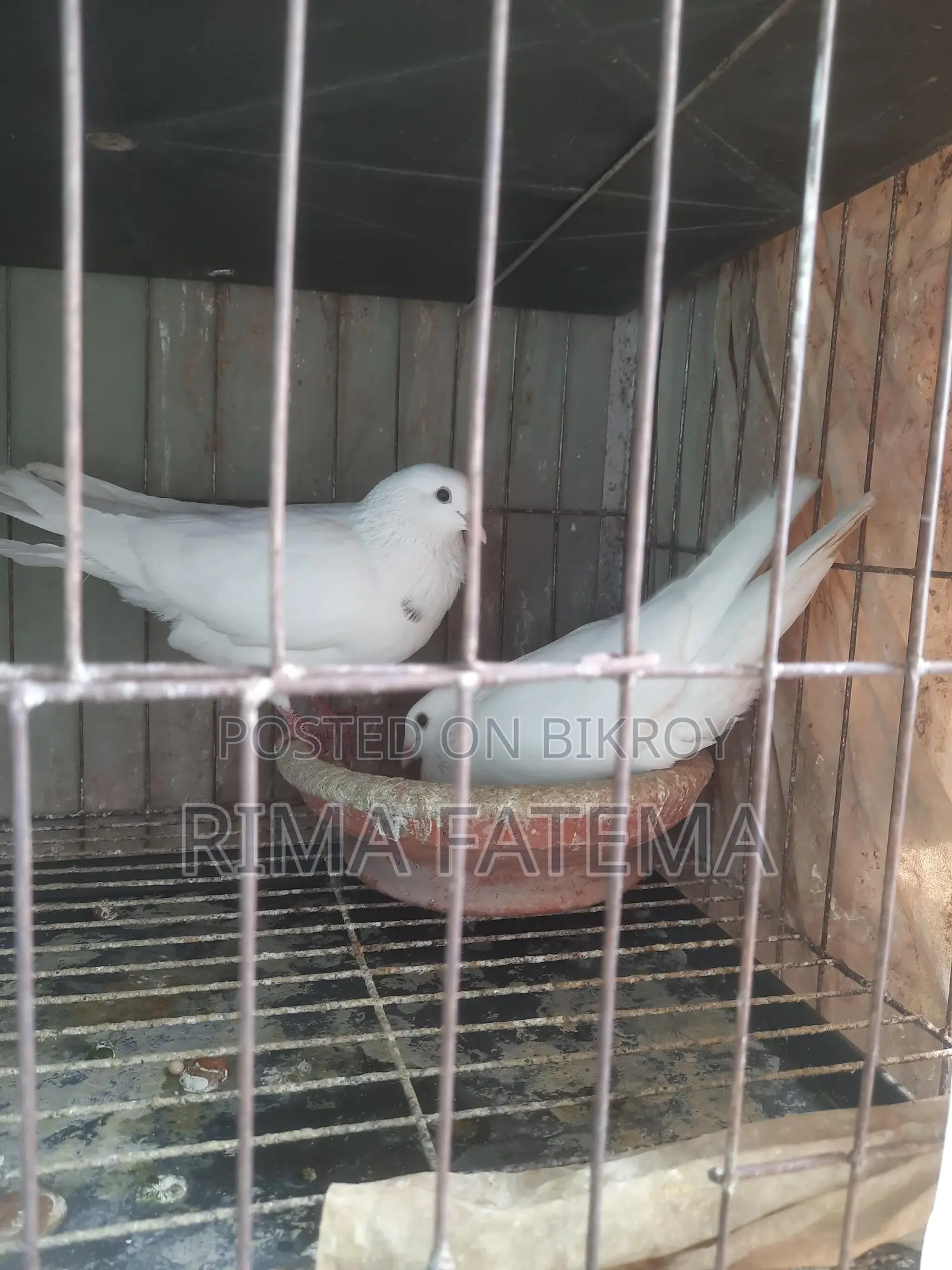 কবুতর বিক্রি হবে