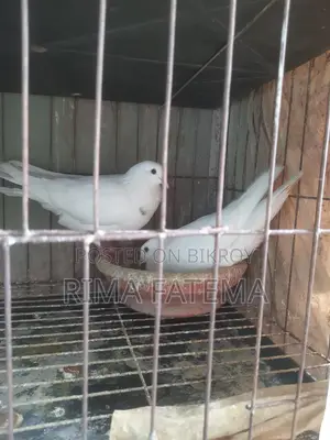 কবুতর বিক্রি হবে