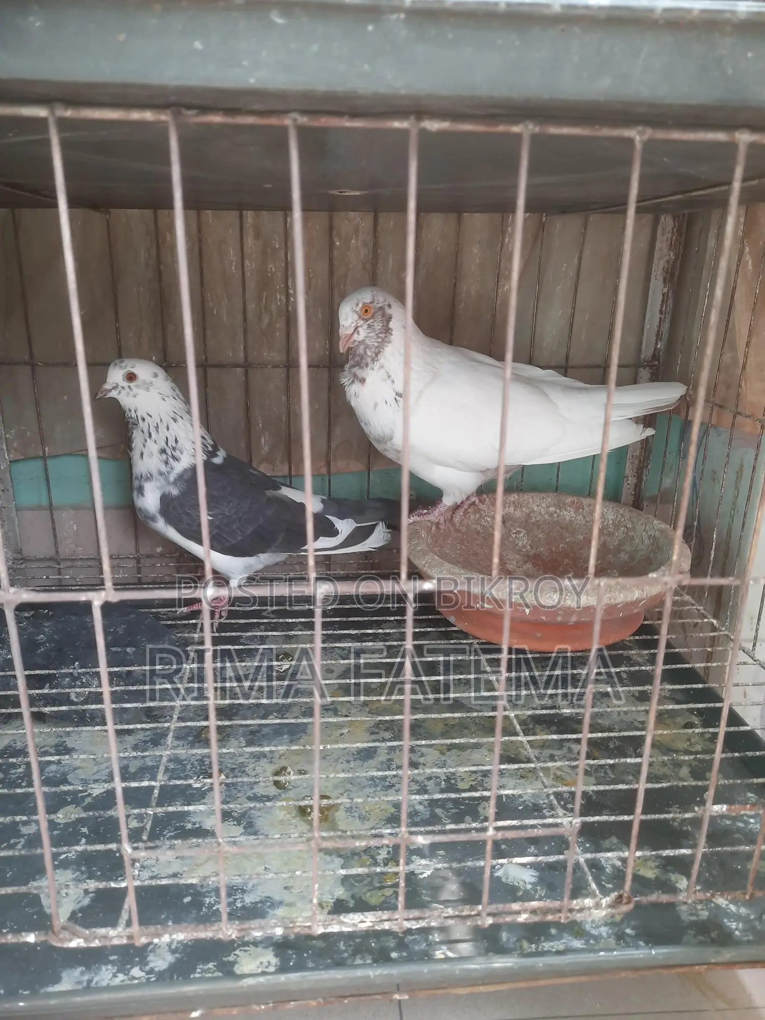 কবুতর বিক্রি হবে
