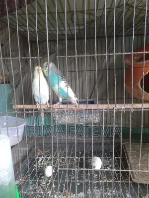 কবুতর বিক্রি হবে