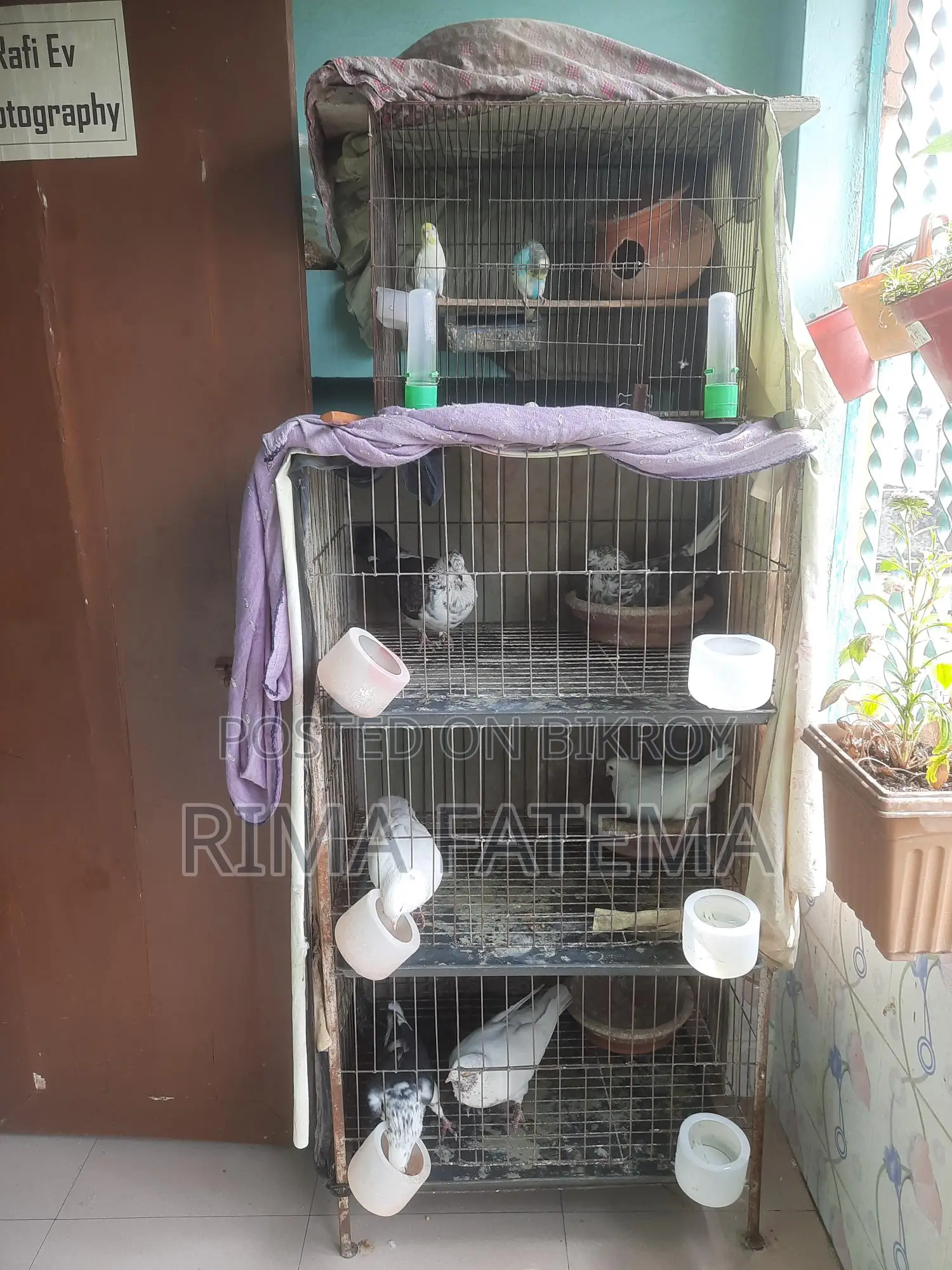 কবুতর বিক্রি হবে