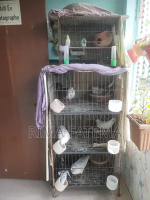 কবুতর বিক্রি হবে