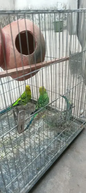 বাজিগর ৩টি পাখি হাত বদল হবে!