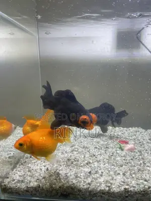 Full setup with fish