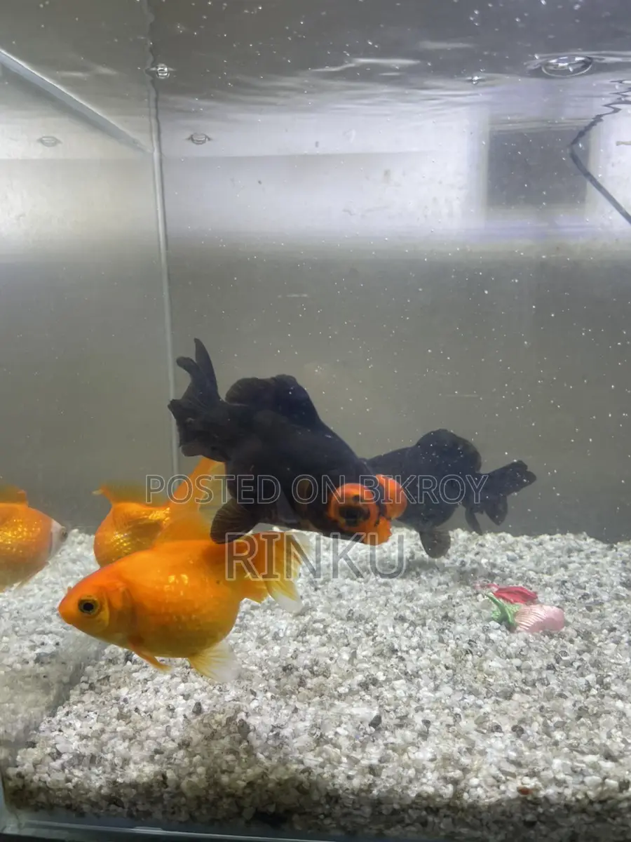 Full setup with fish