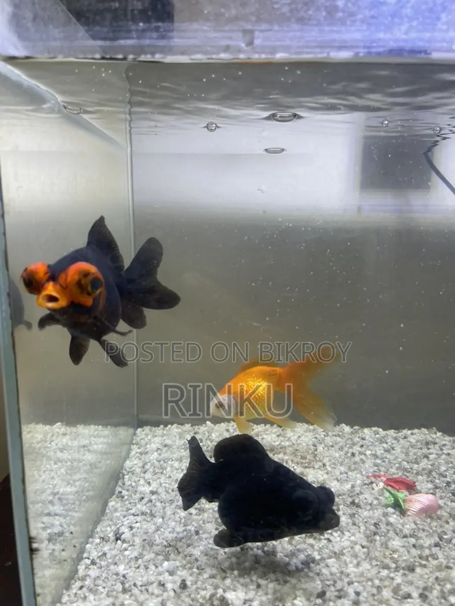 Full setup with fish