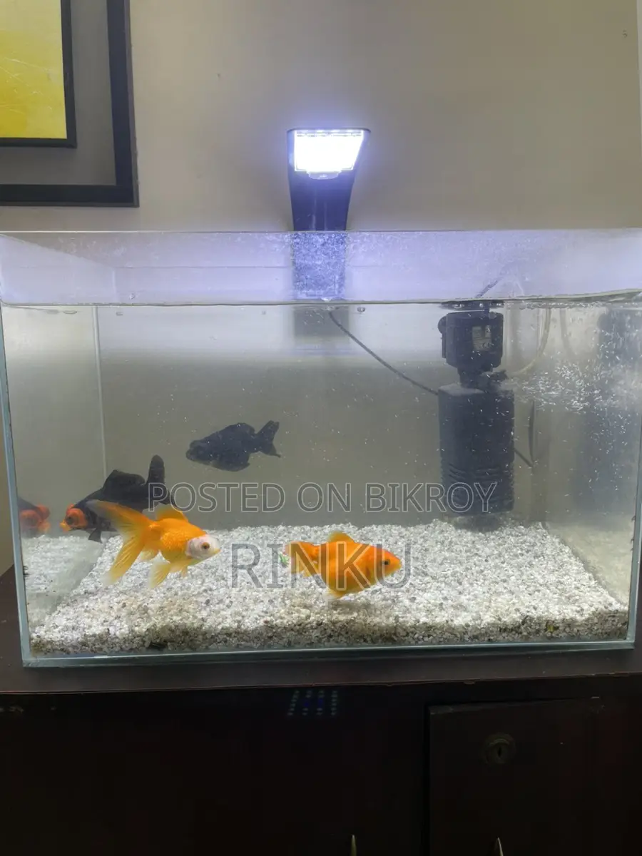 Full setup with fish