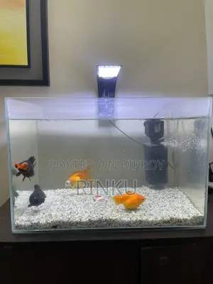 Full setup with fish