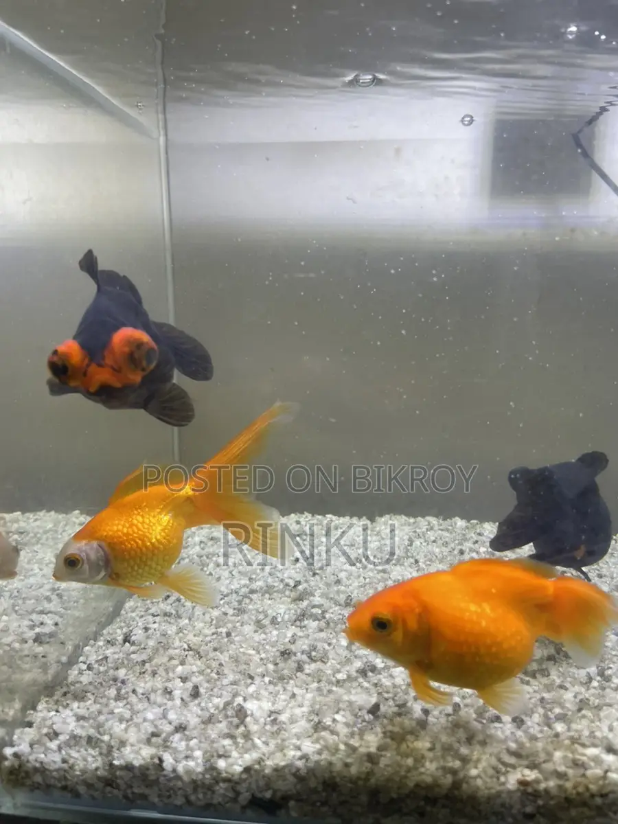 Full setup with fish