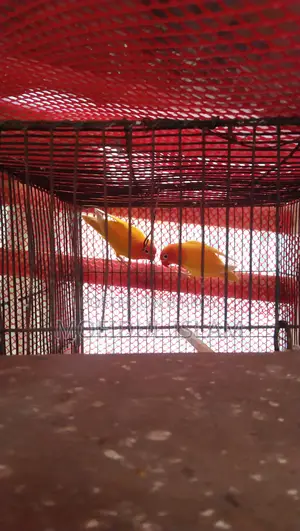 Love Bird for Sale