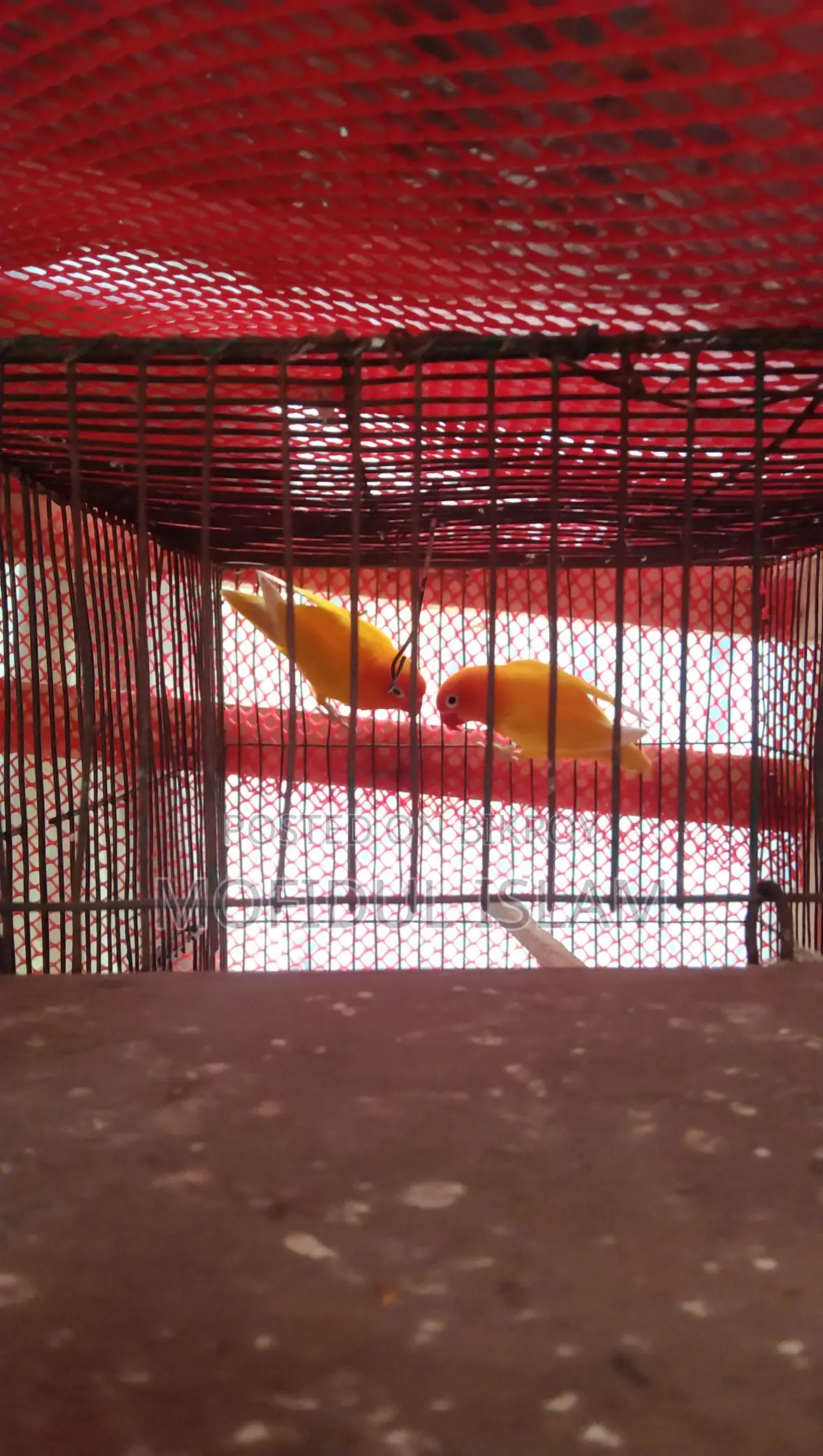 Love Bird for Sale