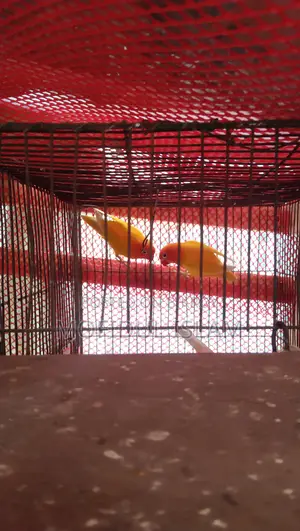 Love Bird for Sale