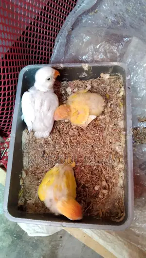 Love Bird for Sale