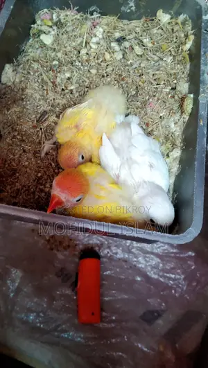 Love Bird for Sale