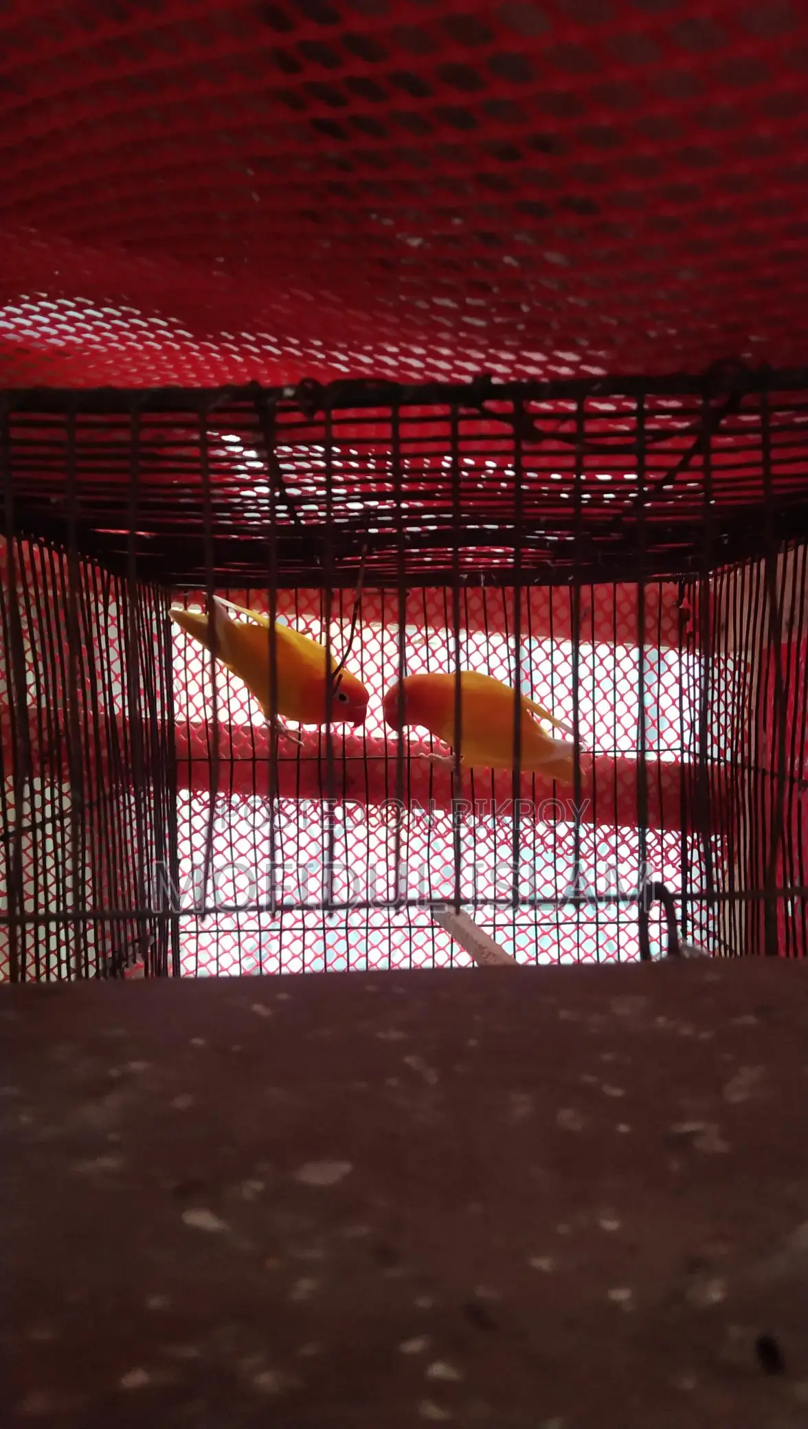 Love Bird for Sale