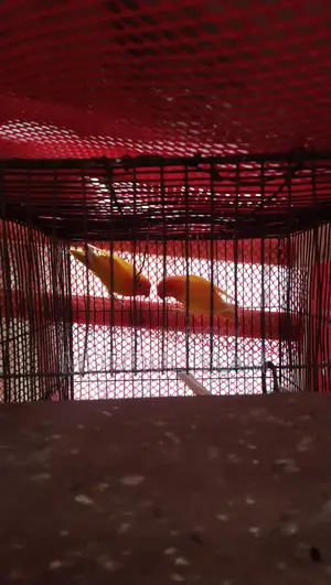 Love Bird for Sale