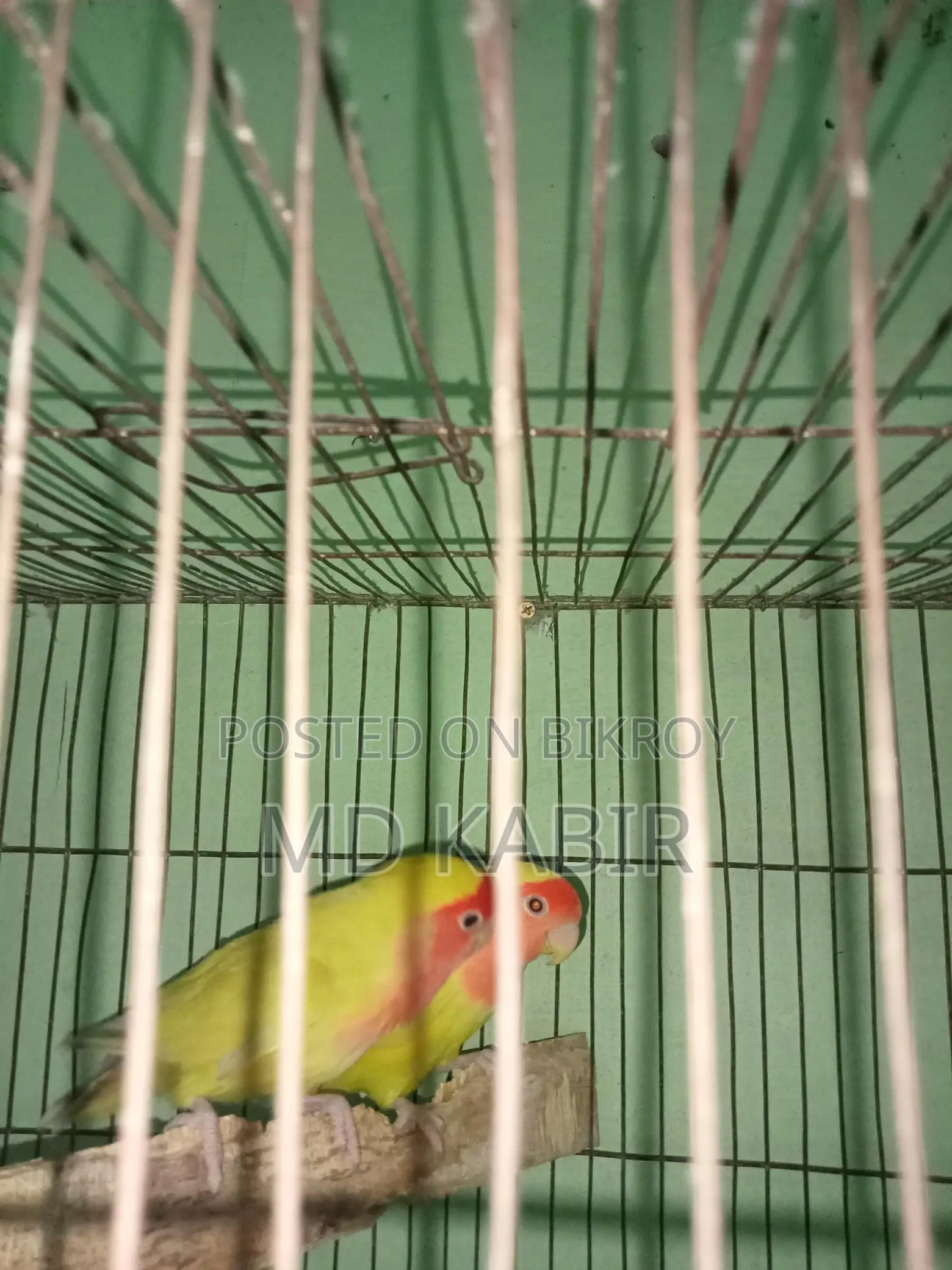 Love Bird