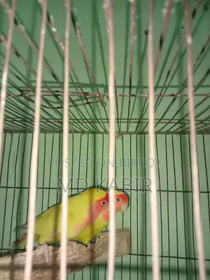 Love Bird