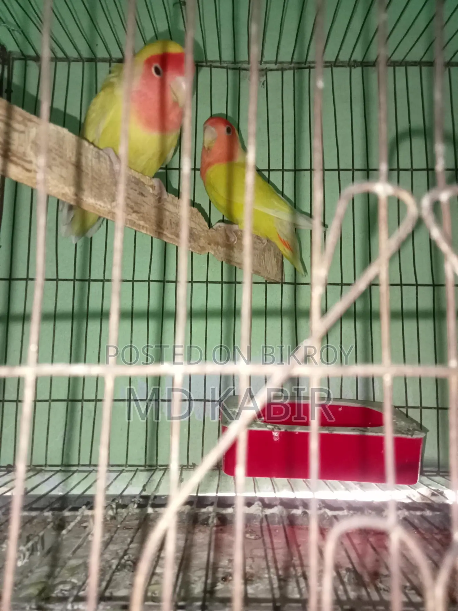 Love Bird