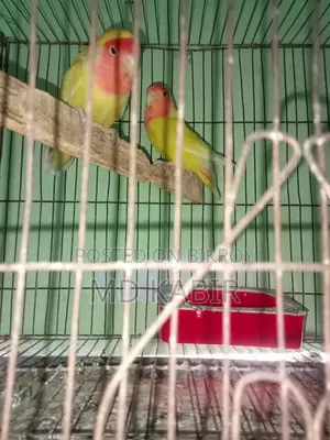 Love Bird