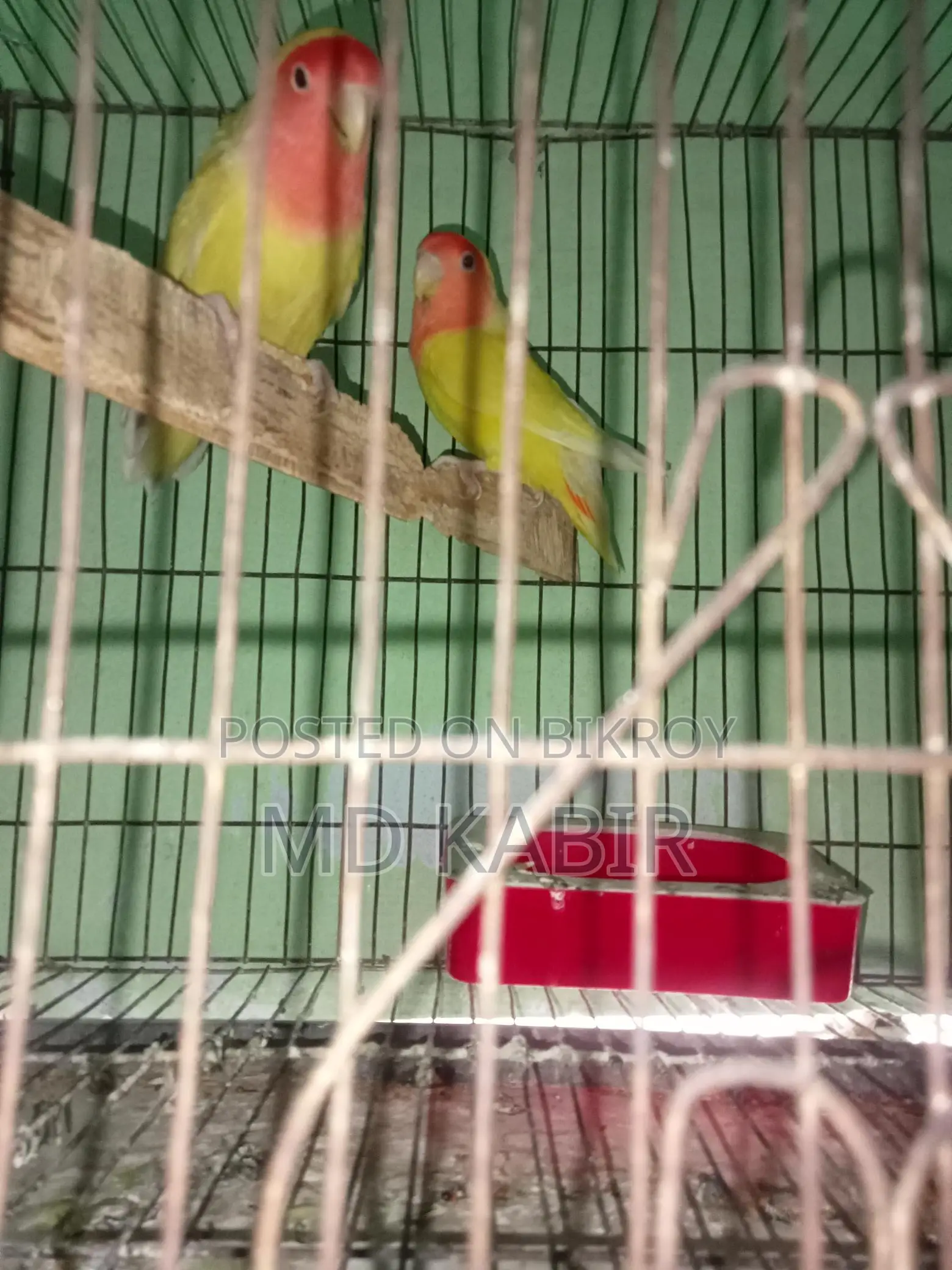 Love Bird