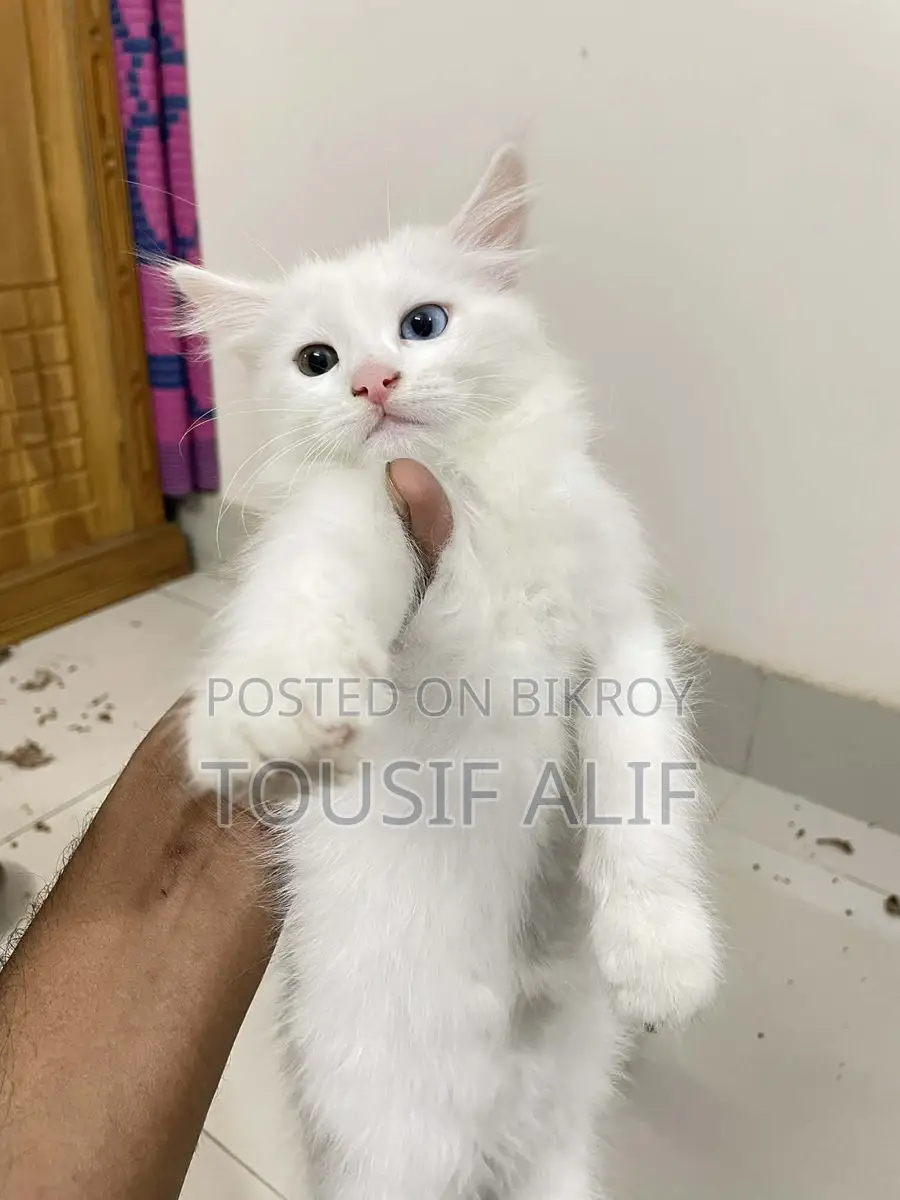 Persian Mixed Kitten
