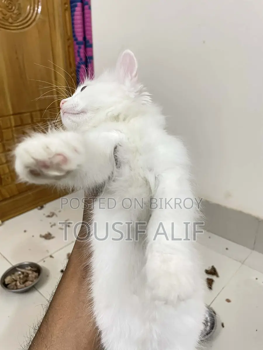 Persian Mixed Kitten