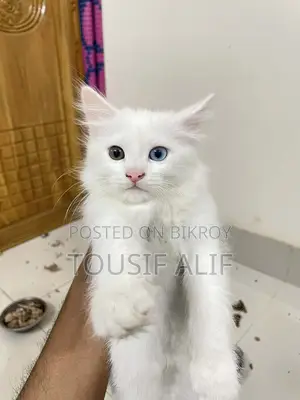 Persian Mixed Kitten