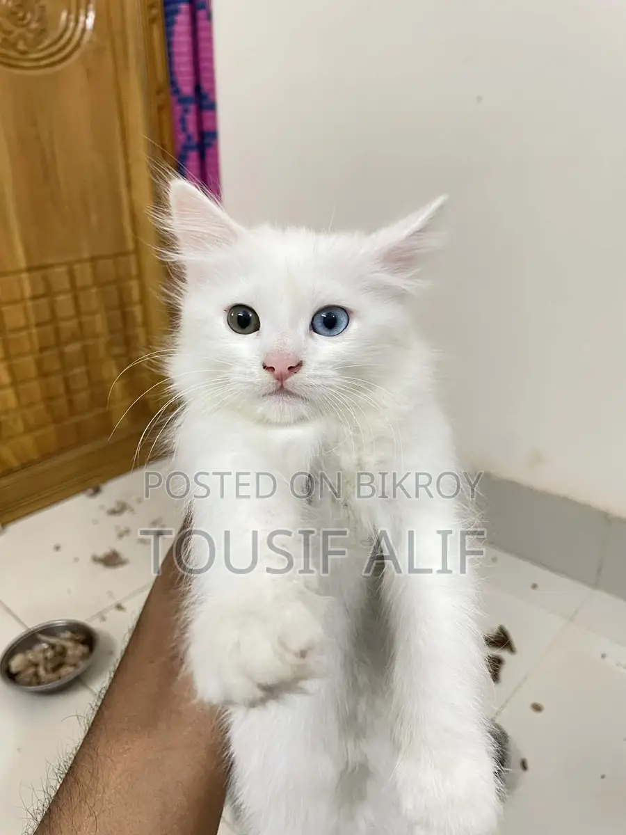 Persian Mixed Kitten