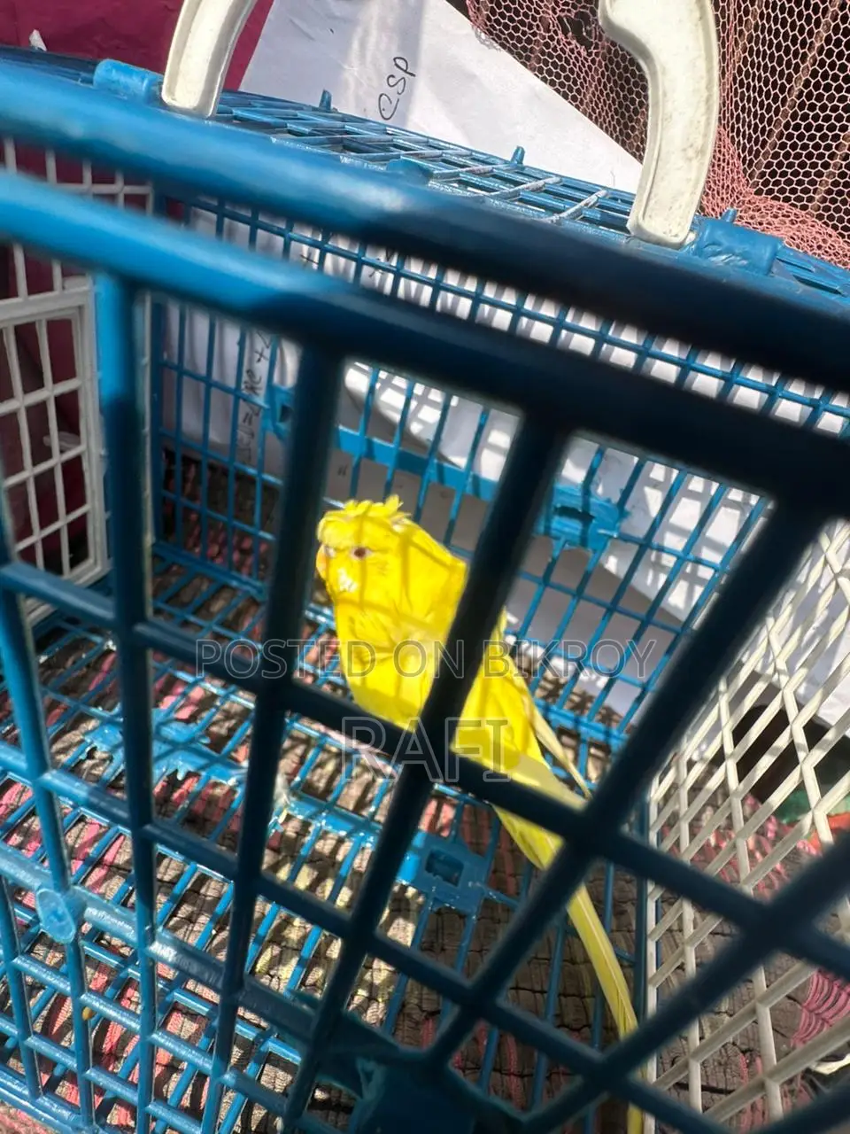 Budgerigar for Sale