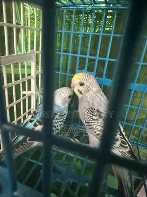 Budgeriger for Sale