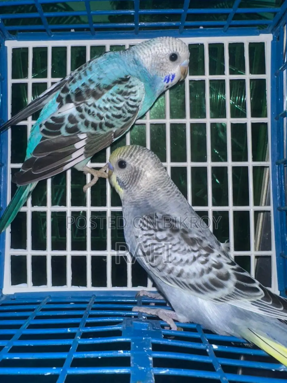 Budgerigar for Sale