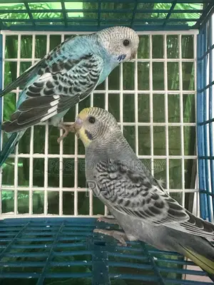 Budgerigar for Sale