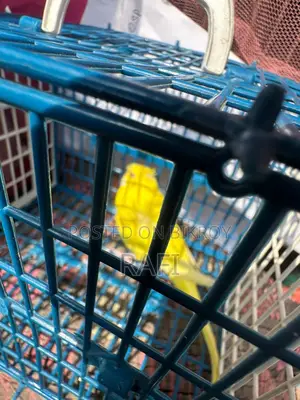Budgerigar for Sale