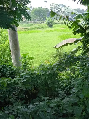 Mirer Bazar to Sylhet Highway: 45 Decimal Dream Land for Sale