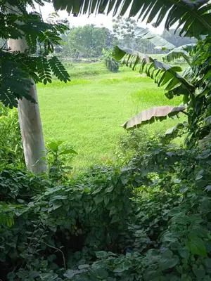 Mirer Bazar to Sylhet Highway: 45 Decimal Dream Land for Sale