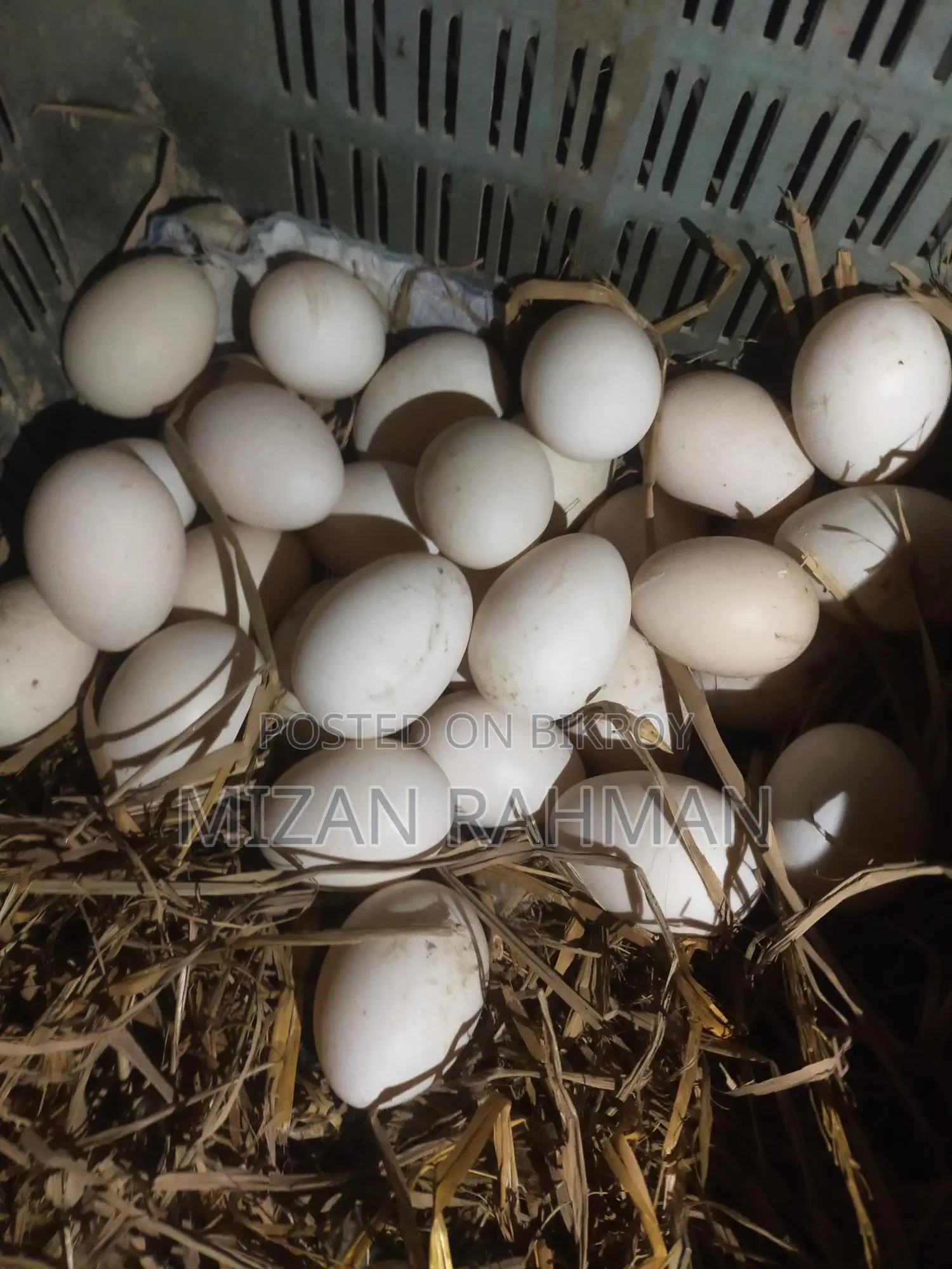 Muscovy Duck Hatching Eggs