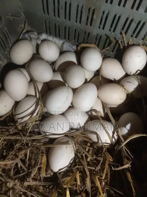 চিনা হাঁসের বীজ ডিম