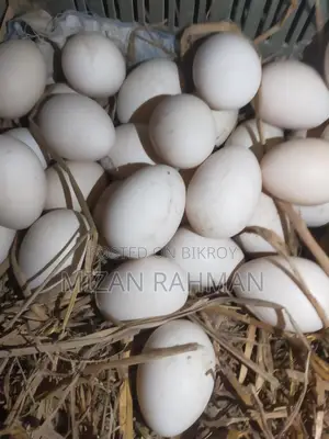 Muscovy Duck Hatching Eggs