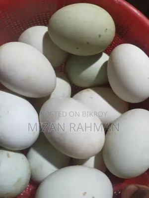 Muscovy Duck Hatching Eggs