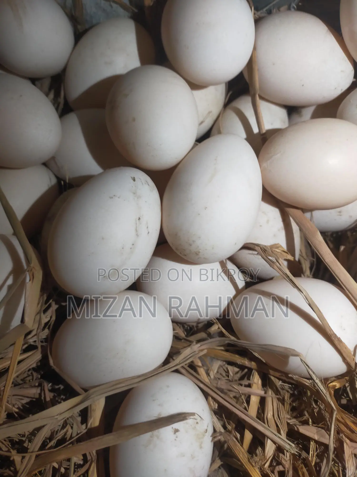Muscovy Duck Hatching Eggs