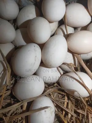 Muscovy Duck Hatching Eggs