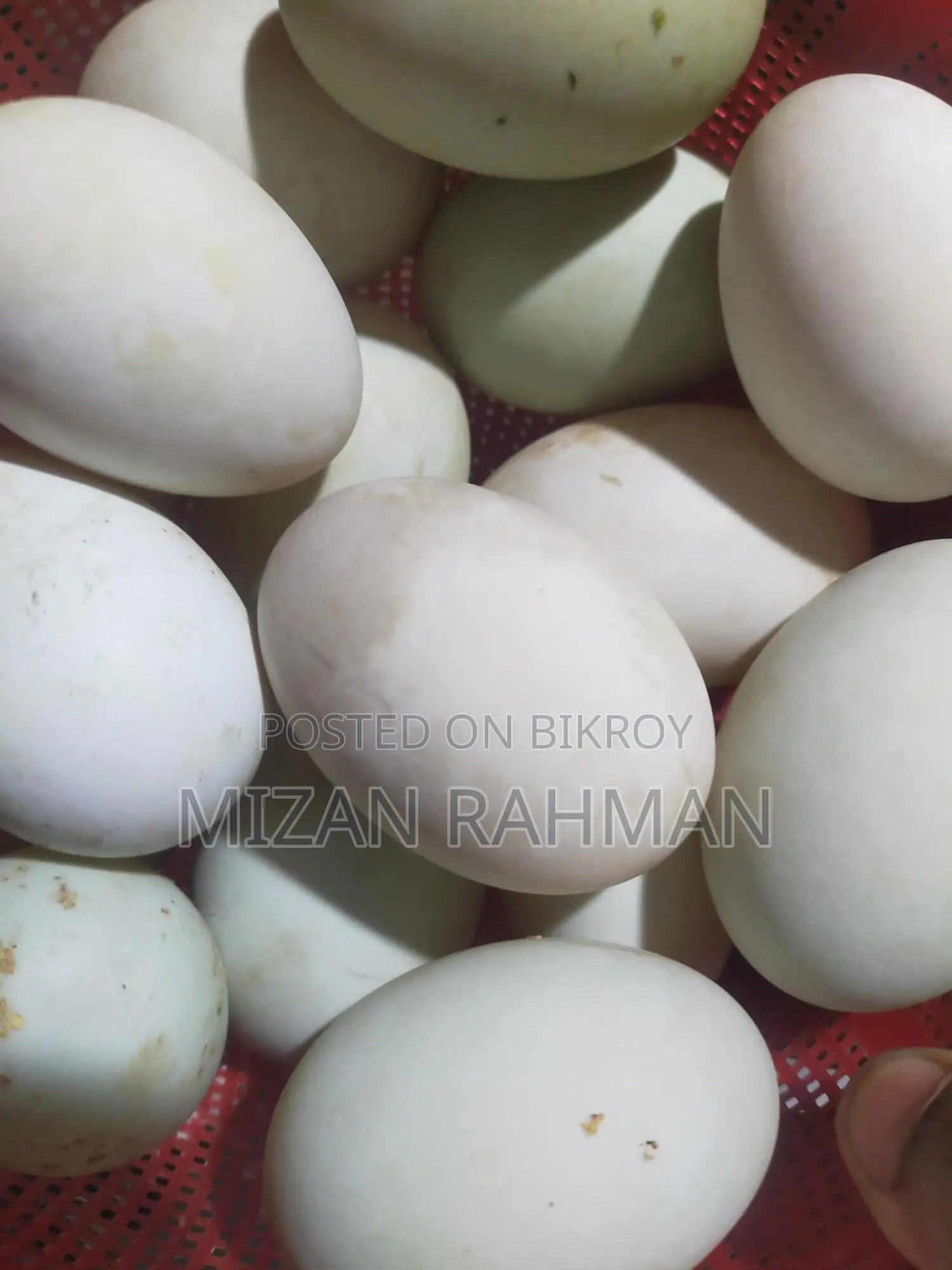 Muscovy Duck Hatching Eggs